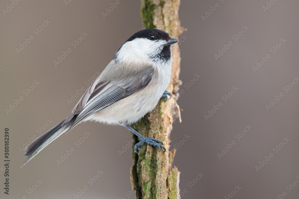 Obraz premium Marsh tit (Poecile palustris)