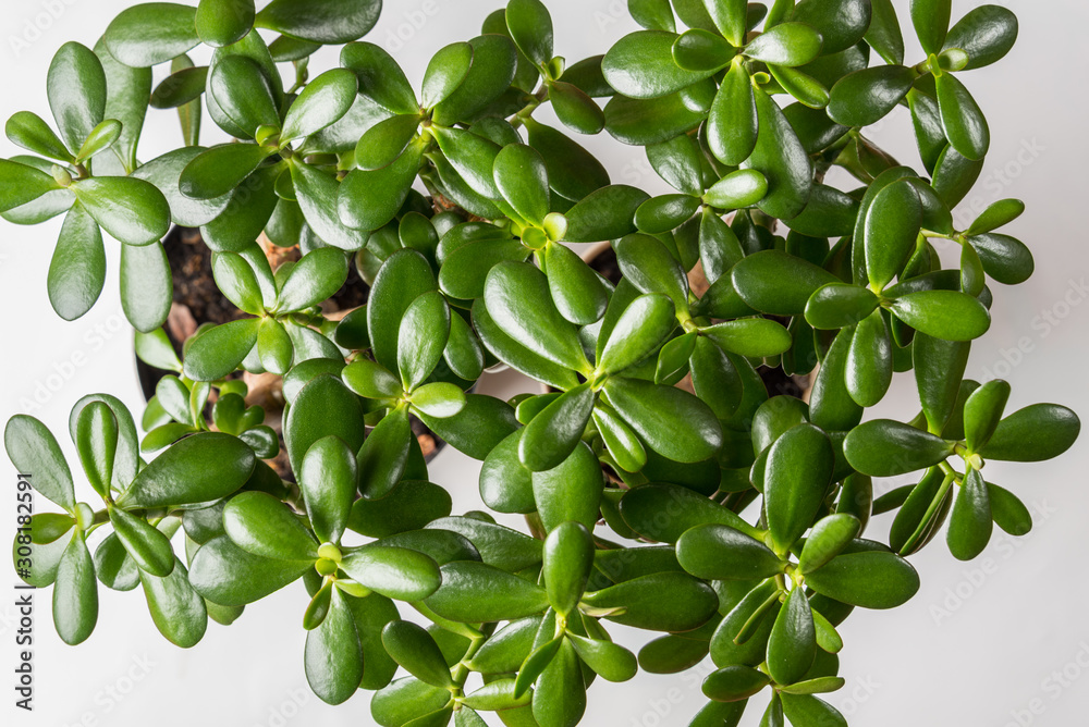 Fototapeta premium Succulent houseplant Crassula as background