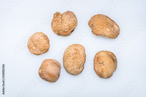 Monkey mushrooms on a white background