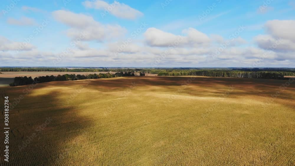 Flight and takeoff above corn field, aerial panoramic view. Flight and takeoff above corn field, aerial panoramic view.