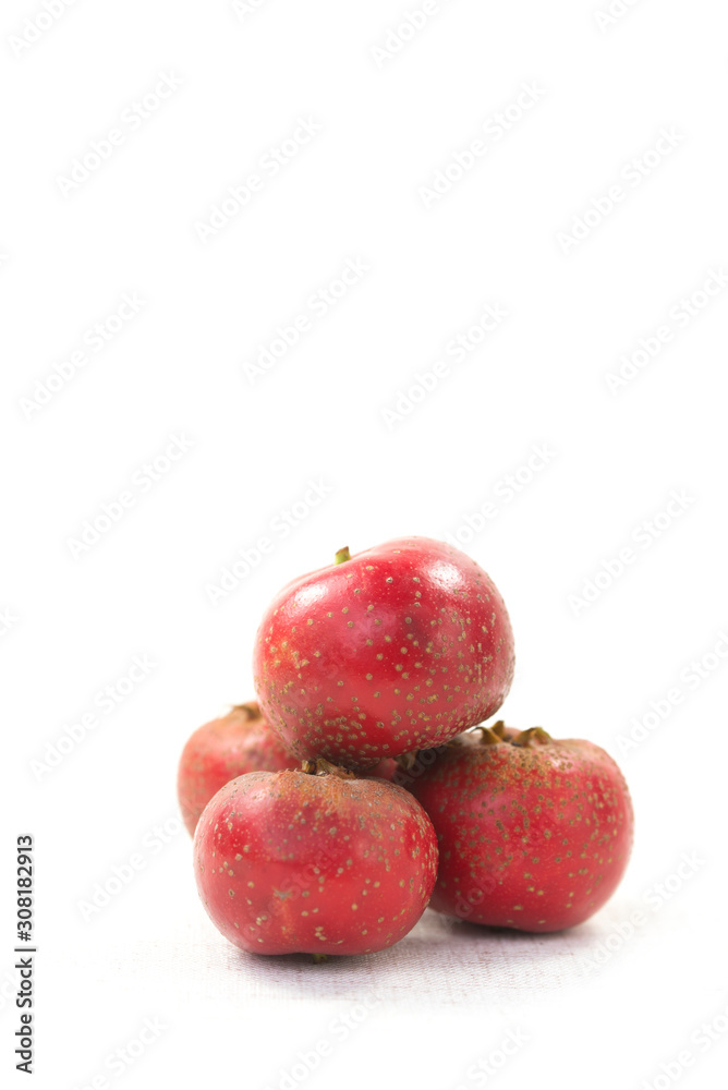 The hawthorn stands alone on a white background