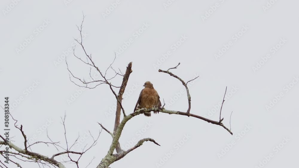 Red-shouldered hawk perched on a branch in the rain, then flying away. Forty percent speed. Slow-motion. Red-shouldered hawk perched on a branch in the rain, then flying away. Forty percent speed. Slow-motion.
