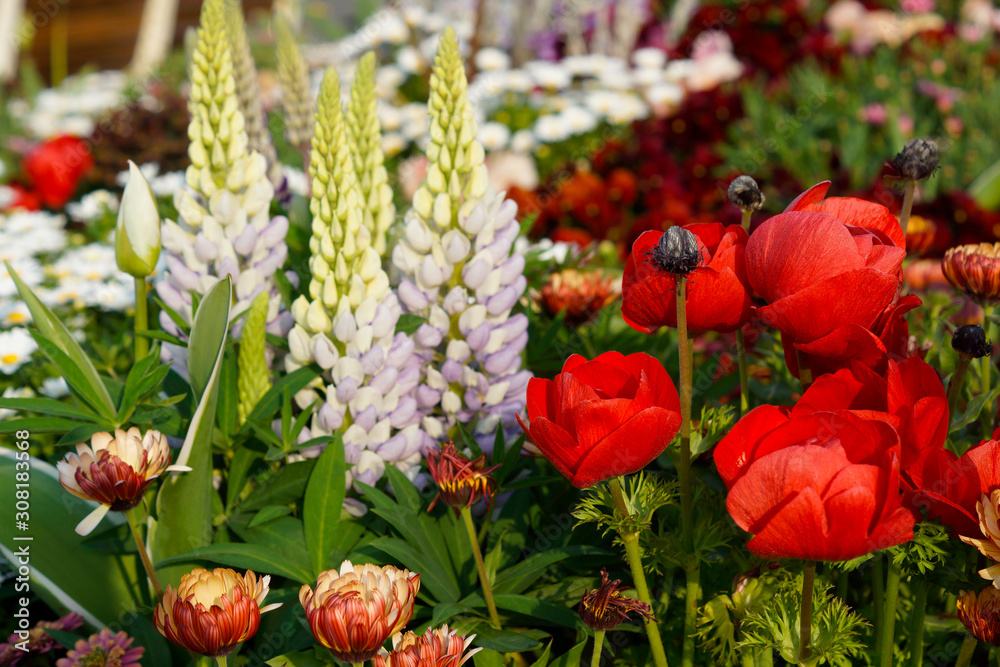 Fototapeta premium red tulips in the garden
