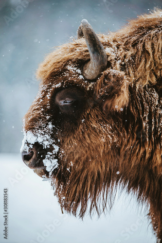 Portrait of European Bison in winter season