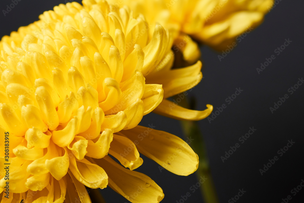 Bright yellow chrysanthemum Bright yellow chrysanthemum