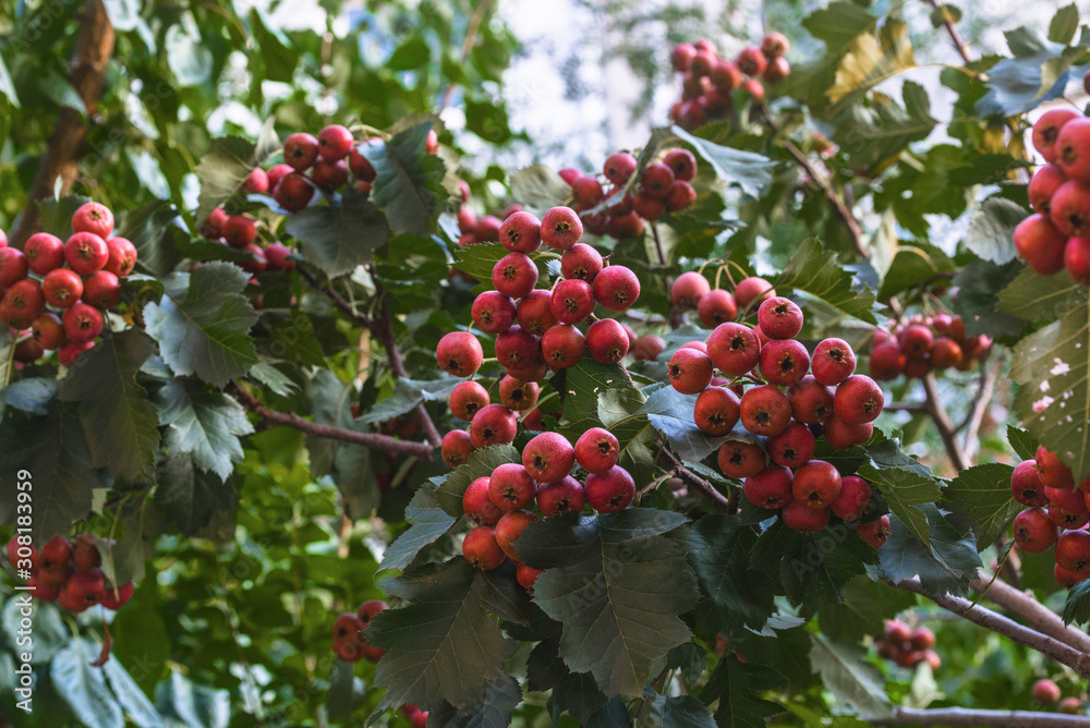 Obraz premium The ripe hawthorn on a hawthorn tree