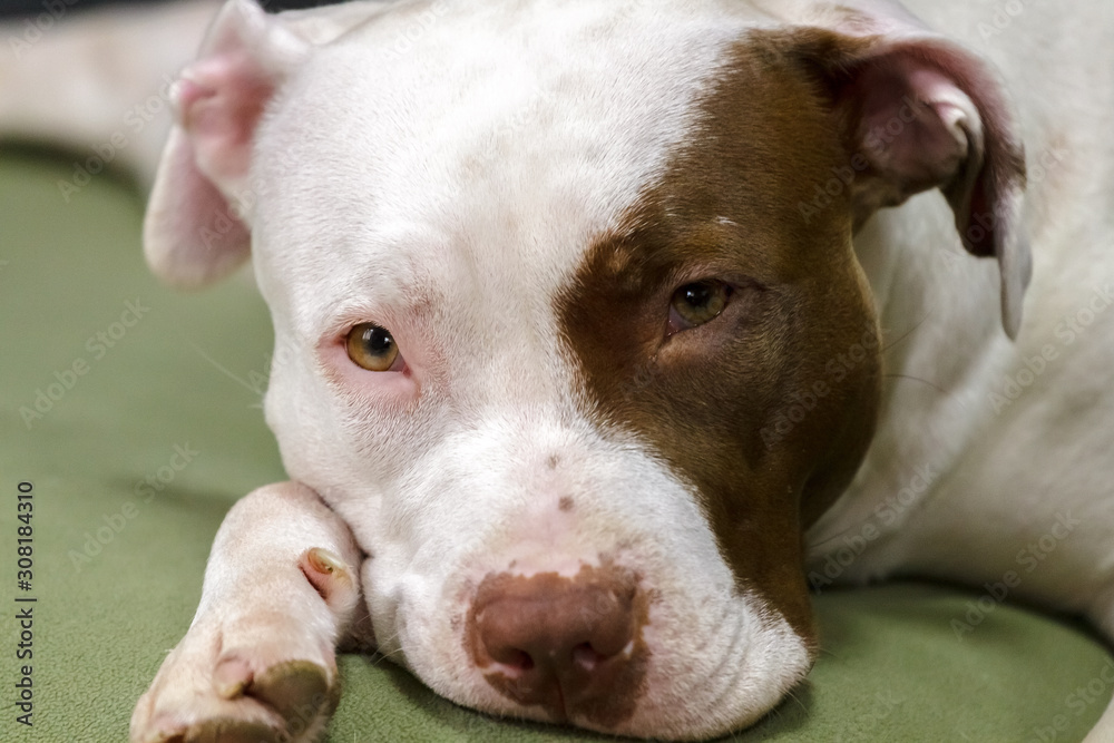 Female pit bull red nose with expressive close-up look