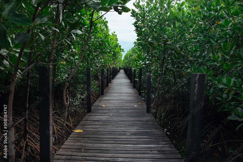 Fototapeta premium Long wooden path or wooden bridge among vibrant green mangrove forest, Rayong province, Thailand