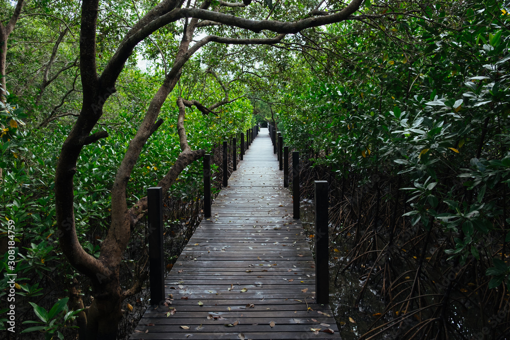 Long wooden path or wooden bridge among vibrant green mangrove forest, Rayong province, Thailand Long wooden path or wooden bridge among vibrant green mangrove forest, Rayong province, Thailand