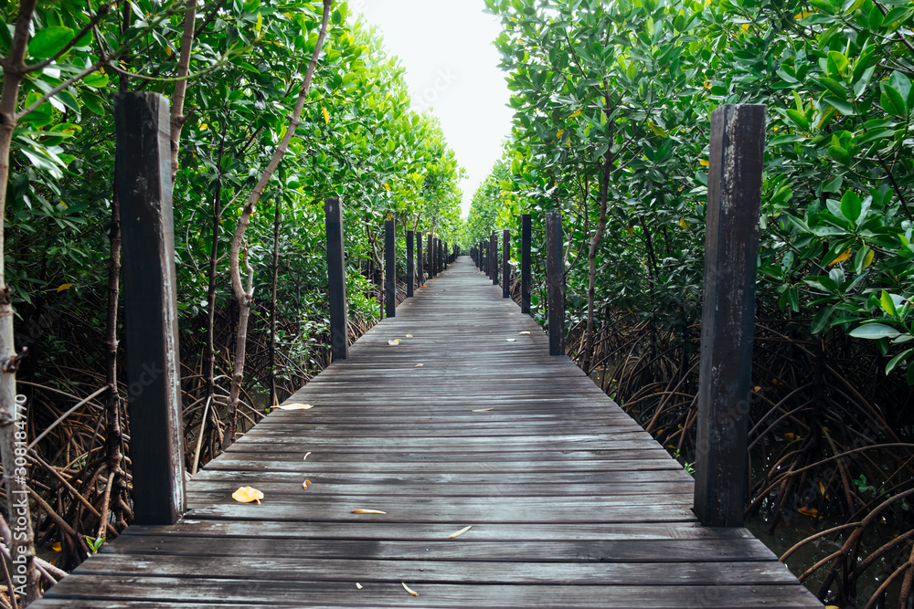 Obraz premium Long wooden path or wooden bridge among vibrant green mangrove forest, Rayong province, Thailand