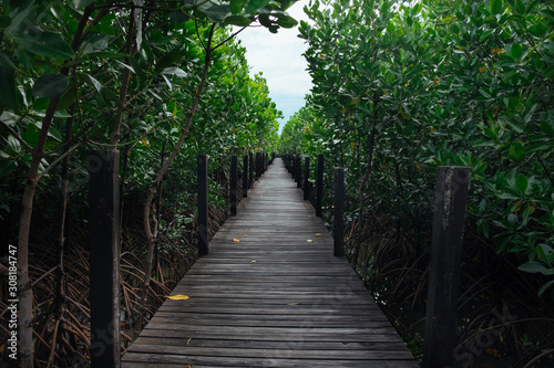 Fototapeta Naklejka Na Ścianę i Meble -  Long wooden path or wooden bridge among vibrant green mangrove forest, Rayong province, Thailand