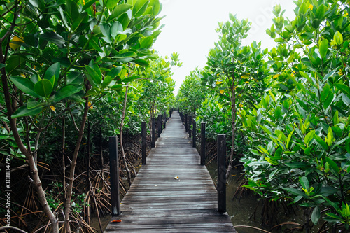 Long wooden path or wooden bridge among vibrant green mangrove forest  Rayong province  Thailand