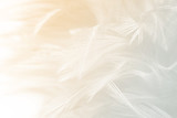 Beautiful white feather pattern texture background with Orange light