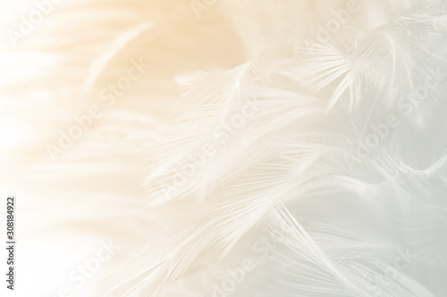 Stampa su tela Beautiful white feather pattern texture background with Orange light