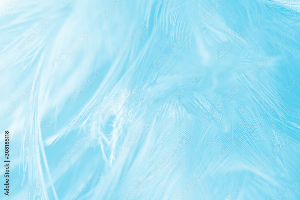 Obraz premium Piękne niebieskie pióro wzór tekstury tła