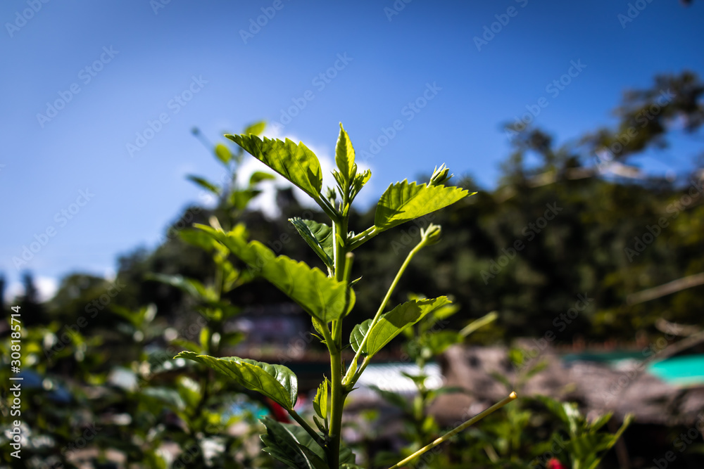 branch of a tree branch of a tree