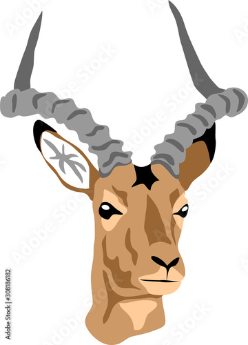 Impala head