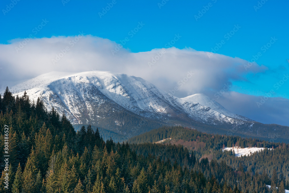 Pine forest on background of winter mountains