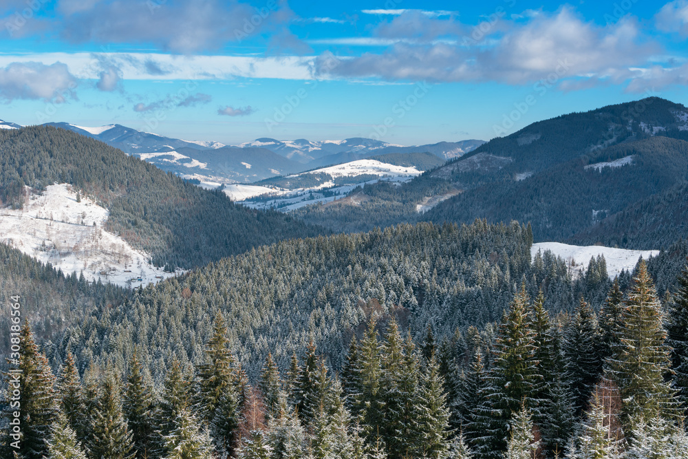 Fototapeta premium Forest in winter mountains in suuny day