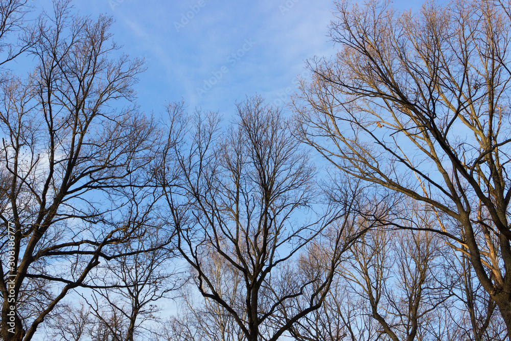 Trees without leaves on a background of blue sky and clouds. Late autumn, Sunny day. Trees without leaves on a background of blue sky and clouds. Late autumn, Sunny day.