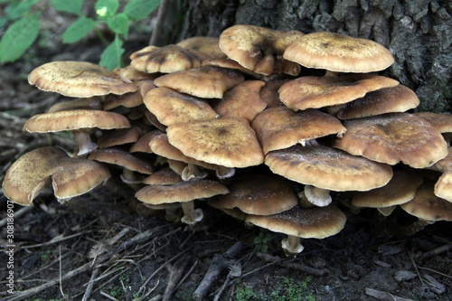 Many mushrooms grew on the tree in autumn