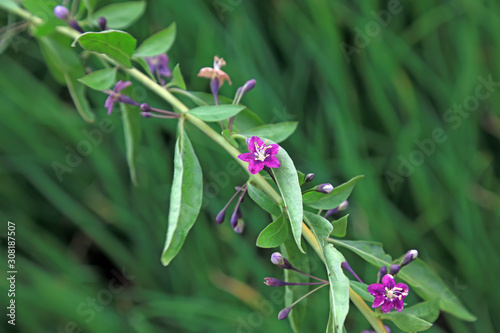 Wolfberry flowers in the garden