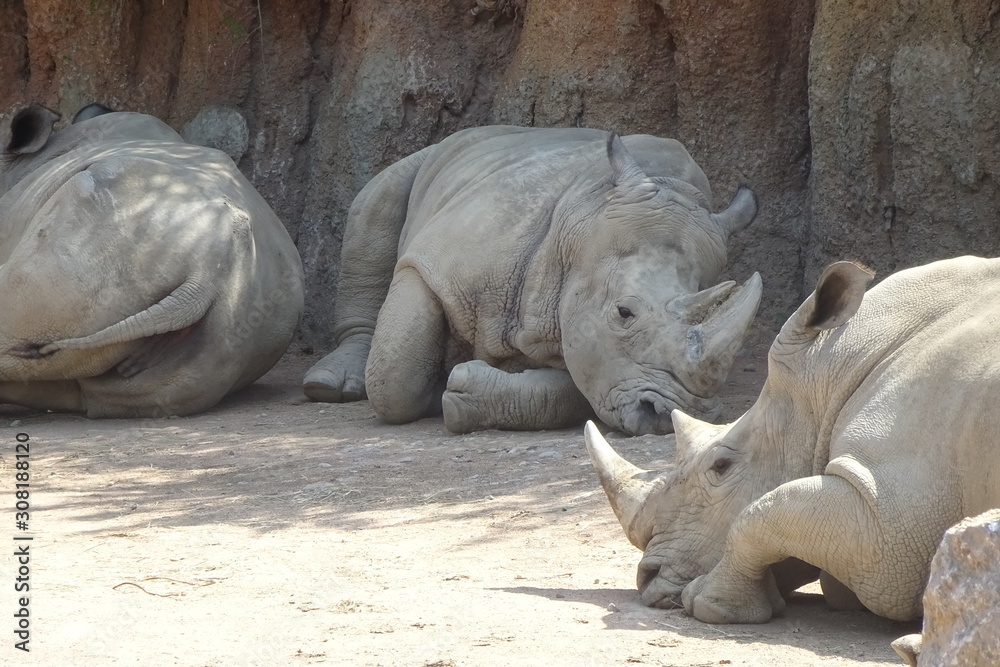 Obraz premium Rinoceronti