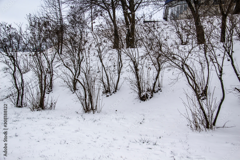 The trees on the snow at the winter. The trees on the snow at the winter.