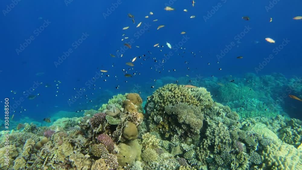 Coral and fish in the Red Sea. Stripped butterfly and other fish, in background beautiful coral and blue sea marsa Alam, Egypt. Coral and fish in the Red Sea. Stripped butterfly and other fish, in background beautiful coral and blue sea marsa Alam, Egypt.