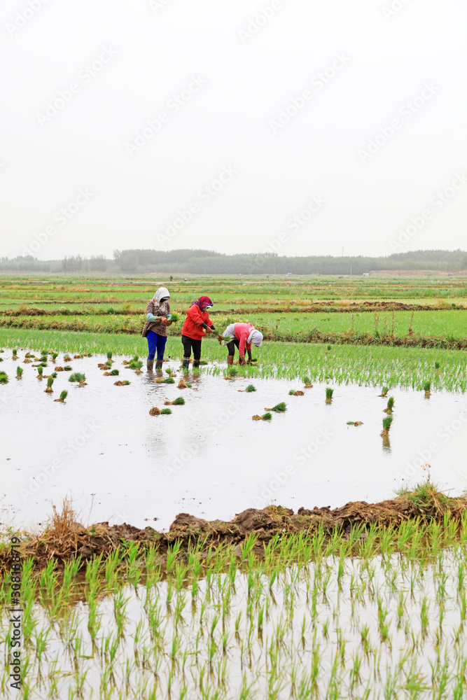 Rice transplanting in China