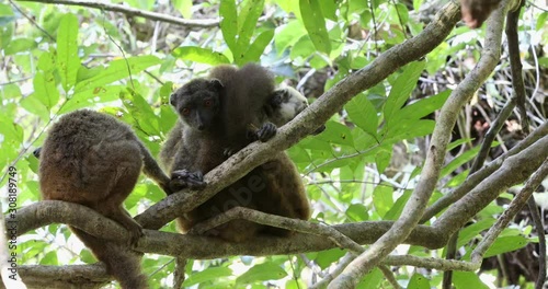 Family of of white-headed lemur (Eulemur albifrons) on branch in Madagascar rainforest. Nosy Mangabe forest reserve. Madagascar wildlife and wilderness