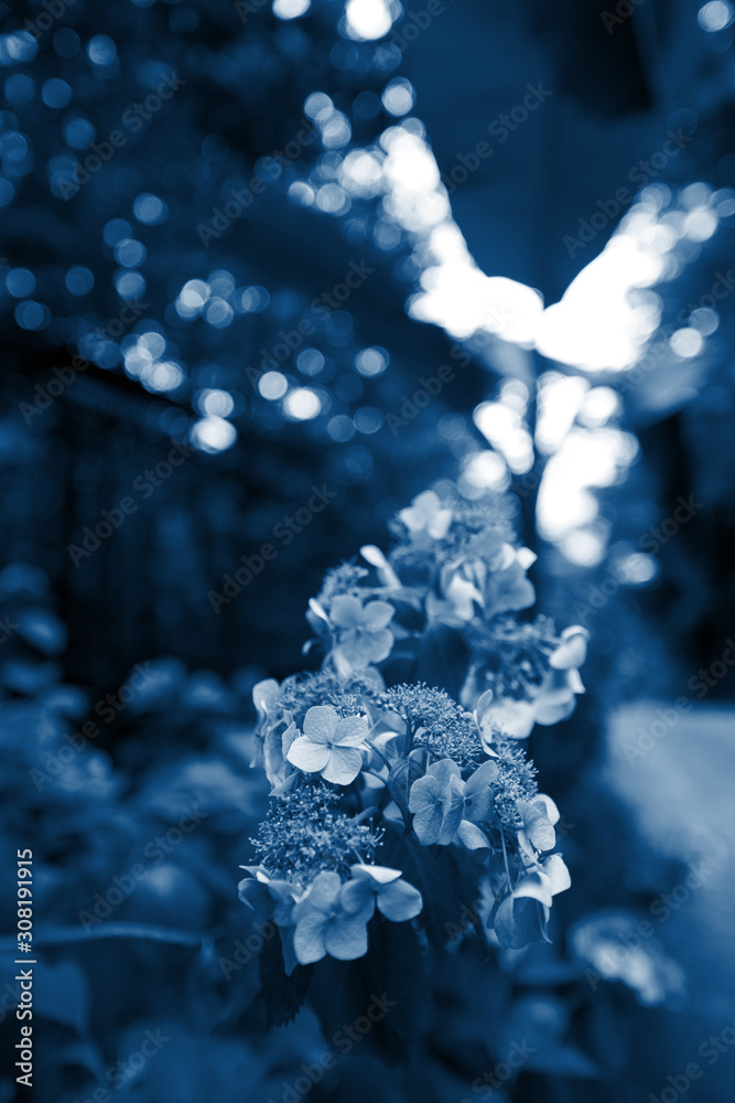 blue and pink hydrangea. close up. classic blue Pantone 2020. background image. space for text blue and pink hydrangea. close up. classic blue Pantone 2020. background image. space for text