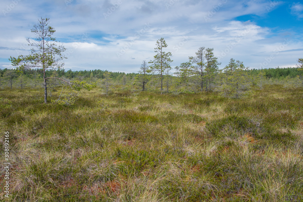 Obraz premium Paysage de tourbière dans le parc national de Lahemaa, Estonie.