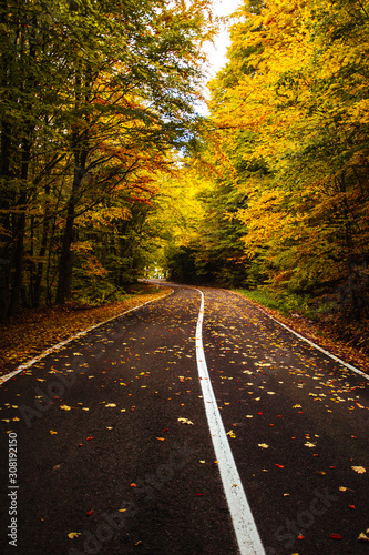 Asphalt road passing through the forest. Colorful leafy trees. Fallen Leaves. Gorgeous autumn image. Transylvania,Romania