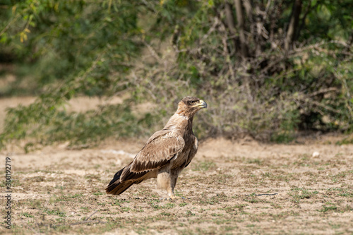 Tawny eagle close up on ground perched with green background at plains of tal chhapar sanctuary  rajasthan  india -  Aquila rapax