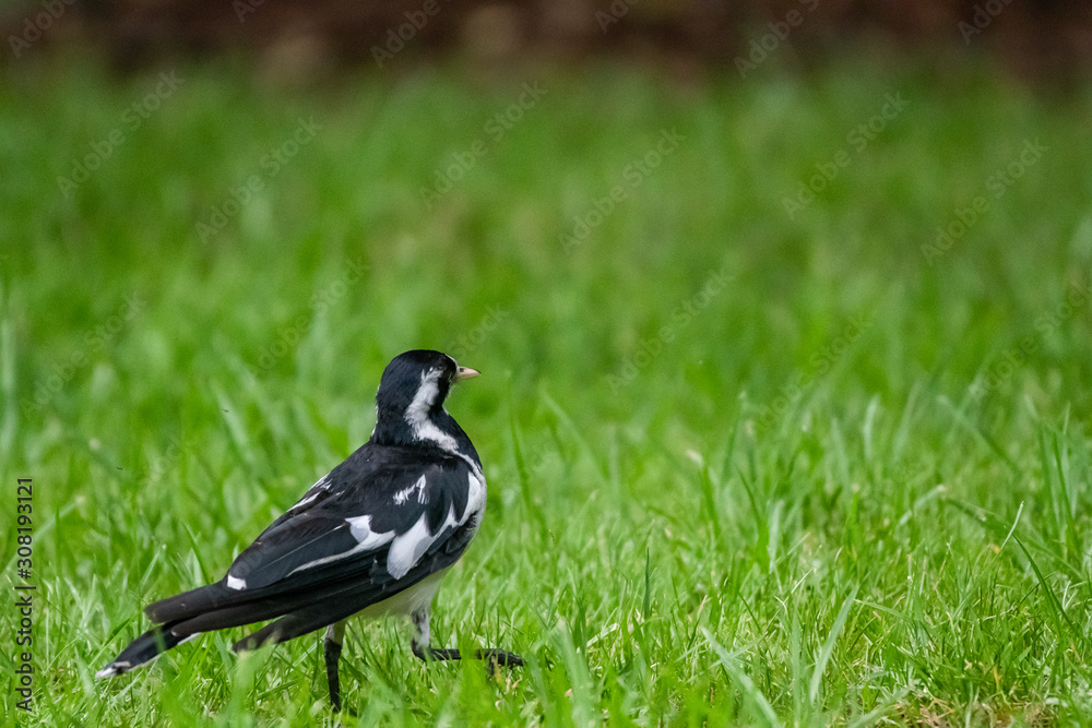 Female Magpie-lark (Grallina cyanoleuca) walking away, showing its back Female Magpie-lark (Grallina cyanoleuca) walking away, showing its back