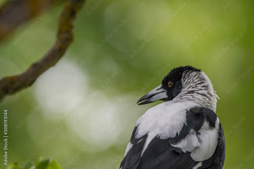 Fototapeta premium Portrait of Australian Magpie (Gymnorhina tibicen)