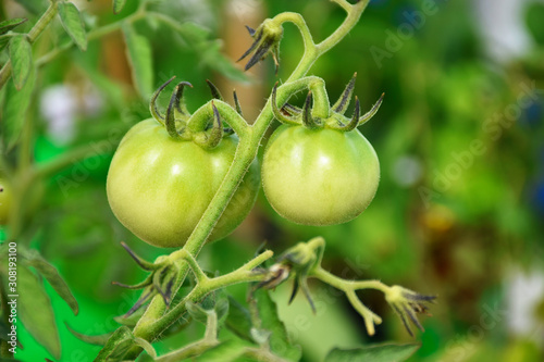 green tomatoes growing in the garden close view
