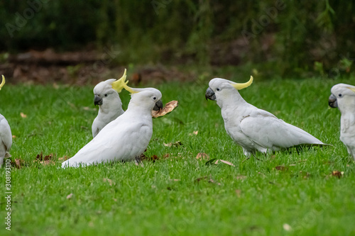 Sulphur-crested Cockatoo [Cacatua galerita] eating and playing with pine cone