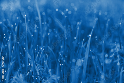classic blue Pantone 2020. dew drops on grass. macro photo. large dew drops on stems