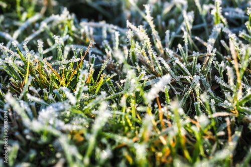 Winter wonderland, morning frost on the grass 