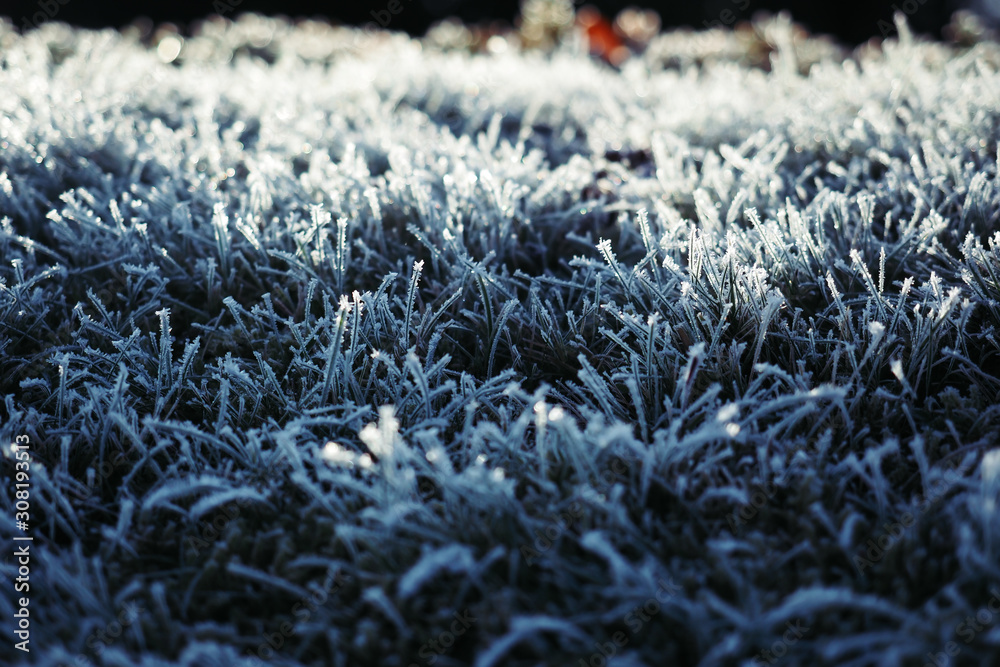 Winter wonderland, morning frost on the grass Winter wonderland, morning frost on the grass
