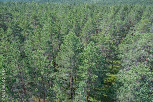 Grande étendue de forêt de pins dans le parc national de Lahemaa, Estonie.
