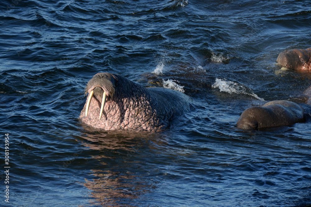 Obraz premium Atlantic walrus, Pechora sea