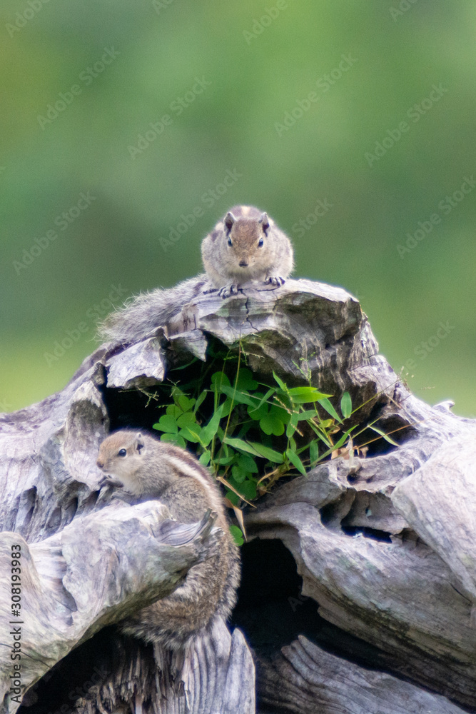 Squirrels on a trunk at Masinagudi Tamilnadu India Squirrels on a trunk at Masinagudi Tamilnadu India