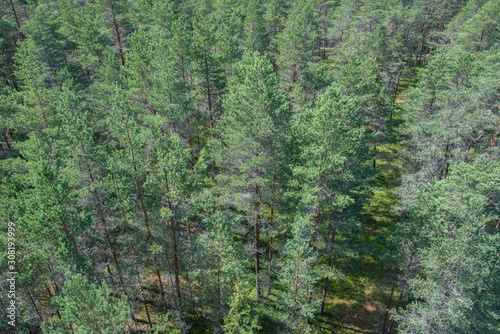 Grande étendue de forêt de pins dans le parc national de Lahemaa, Estonie.