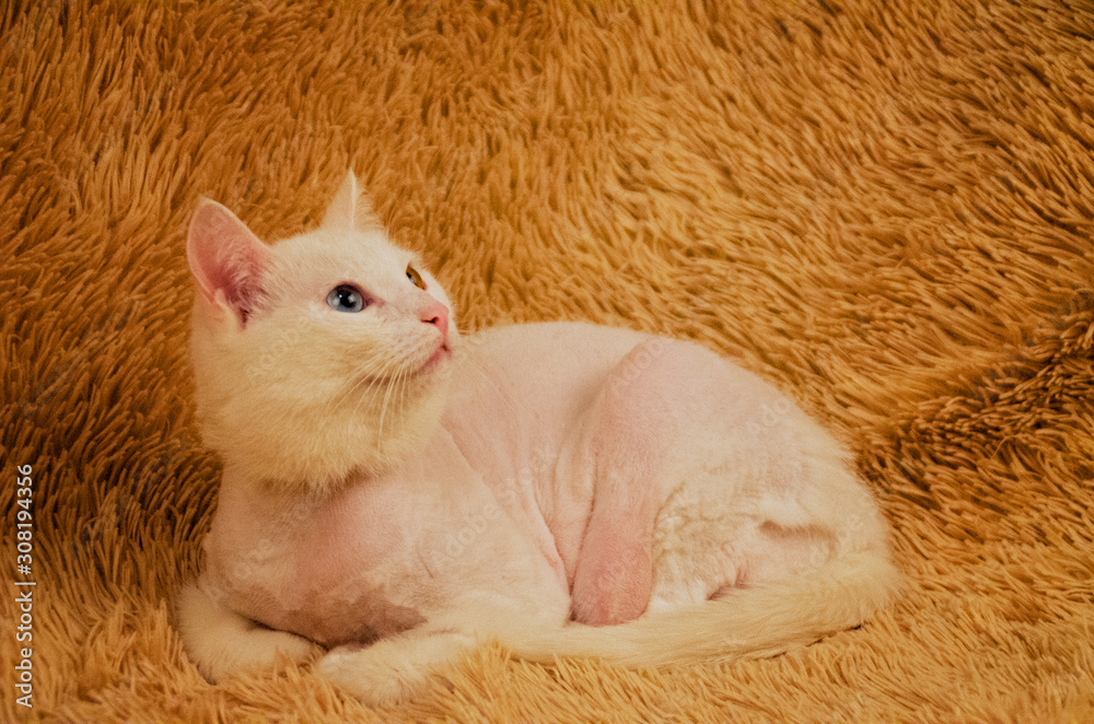 Portrait of a white fat cat Portrait of a white fat cat