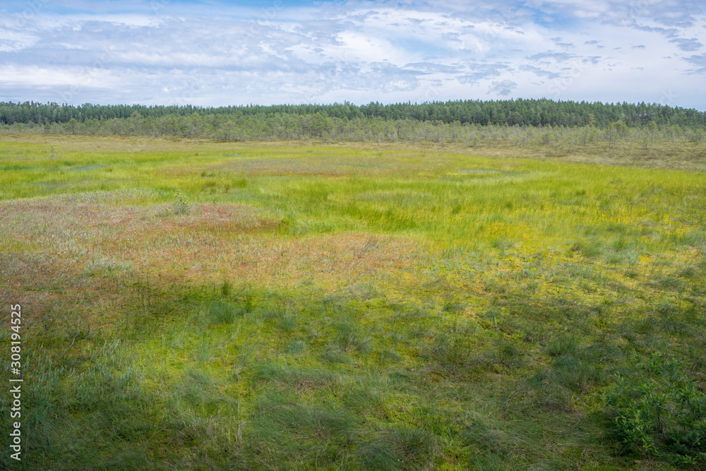 Fototapeta premium Paysage de tourbière et forêt dans le parc national de Lahemaa, Estonie.