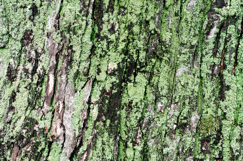 wooden background maple tree trunk with green moss wooden background maple tree trunk with green moss