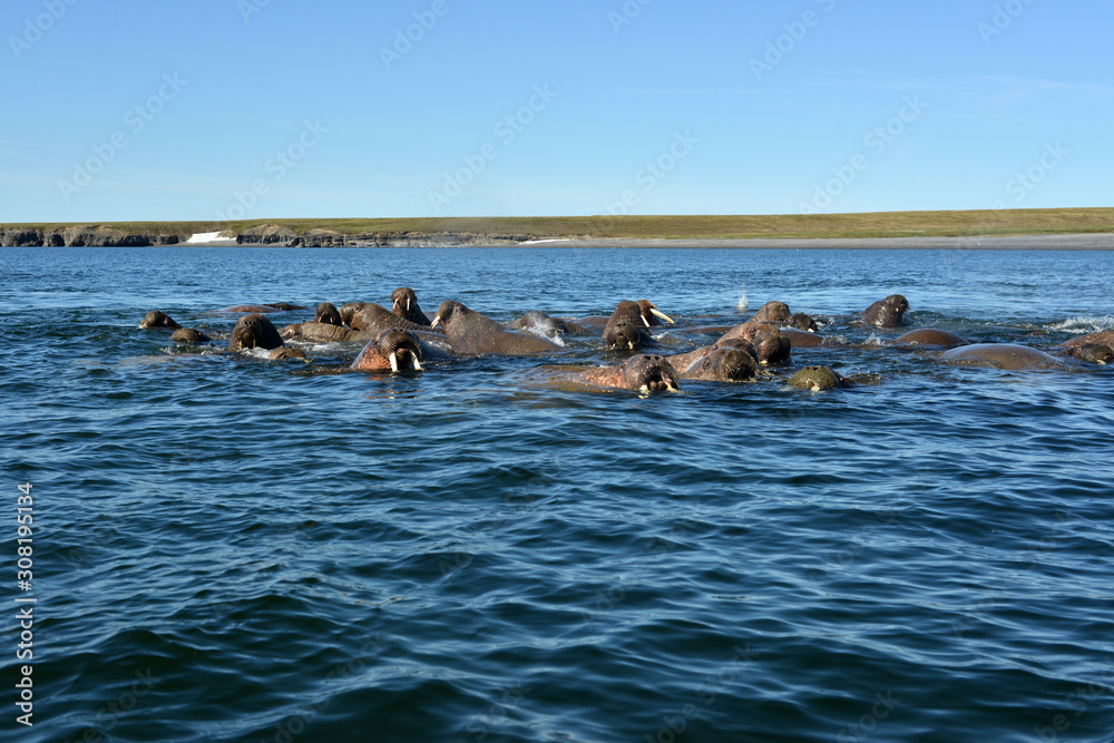 Fototapeta premium Atlantic walrus, Pechora sea